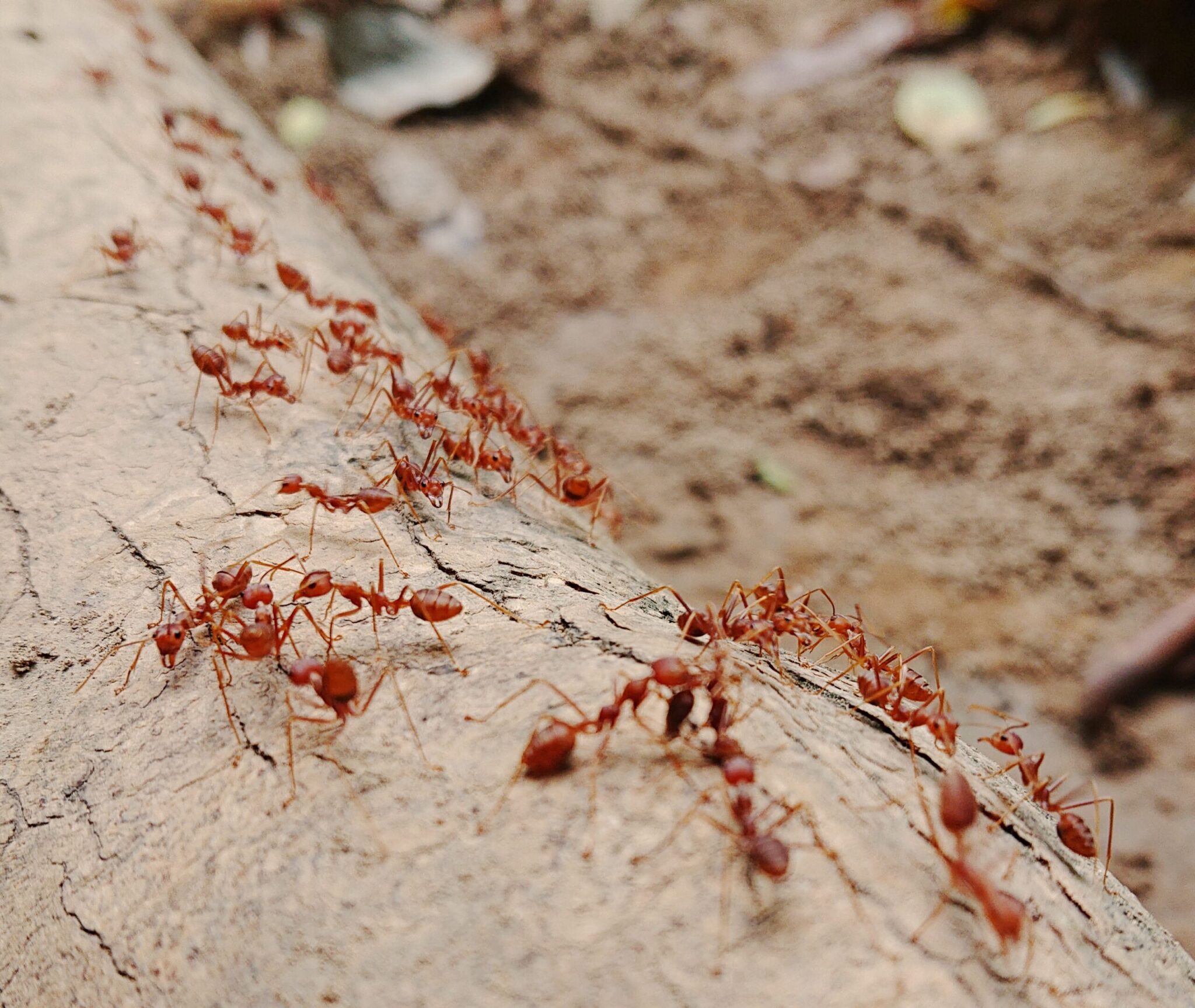Residential Pest Control Jack's Pest Management Yoakum TX